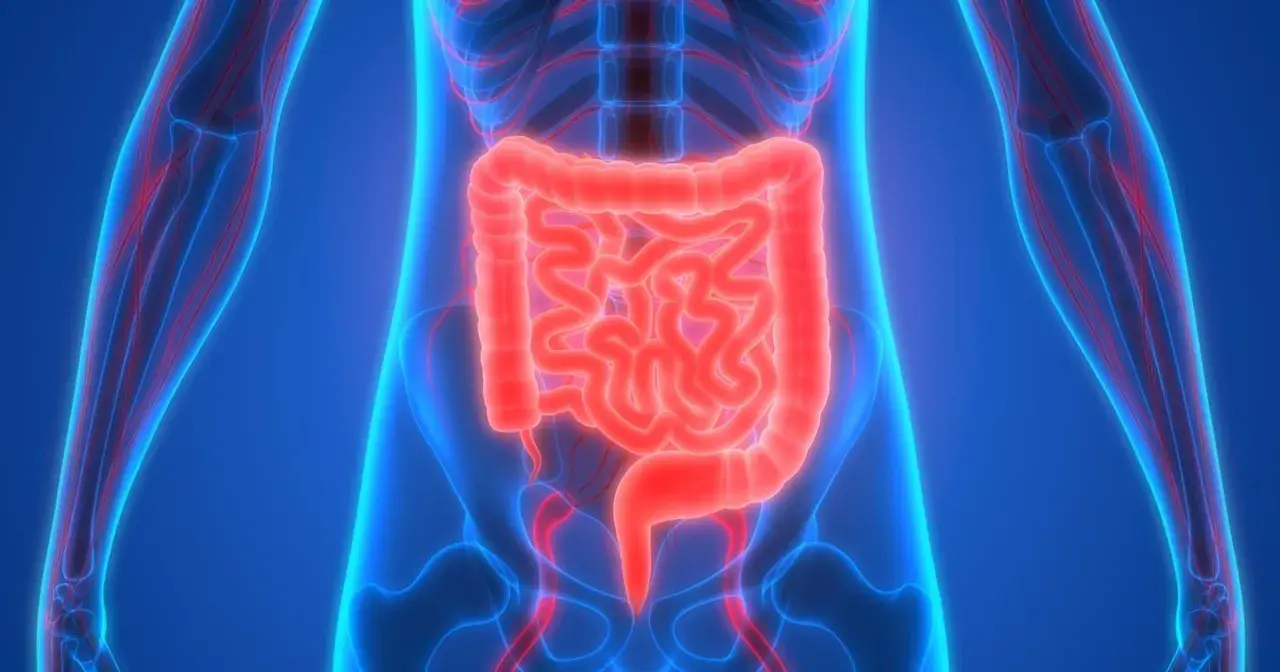 Anatomia układu pokarmowego, jelita świecące na czerwono, ukazujące, na co **emanera** organizm.