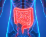 Anatomia układu pokarmowego, jelita świecące na czerwono, ukazujące, na co **emanera** organizm.