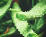 Pokrojone liście aloesu, rośliny znanej z tego, że aloes na co pomaga: łagodzi oparzenia, nawilża skórę i wspiera trawienie.