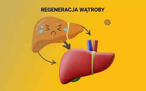 Ilustracja pokazuje regenerację wątroby. Dowiedz się, jak szybko obniżyć próby wątrobowe i przywrócić jej zdrowie.
