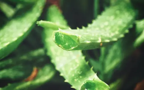 Pokrojone liście aloesu, rośliny znanej z tego, że aloes na co pomaga: łagodzi oparzenia, nawilża skórę i wspiera trawienie.
