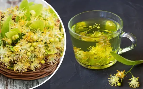 Koszyk pełen kwiatów lipy obok szklanki aromatycznej herbaty z lipy.